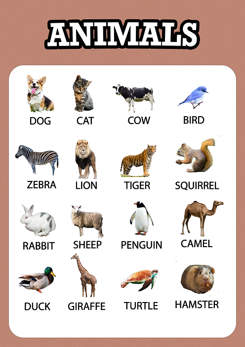 Animals Educational Pre-school Poster Kids Learning A4 A3 200/240gsm